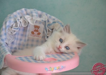 chaton ragdoll mâle blue bicollour - 7 semaines - Chatterie Ragdolls du Val de Beauvoir