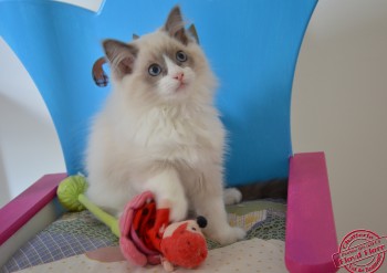 Iguaçu du Val de Beauvoir - 11 semaines - Chatterie Ragdolls du Val de Beauvoir