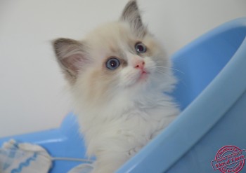 chaton ragdoll blue bicolour - 7 semaines - Chatterie Ragdolls du Val de Beauvoir