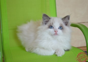 Indy du Val de Beauvoir - 11 semaines - Chatterie Ragdolls du Val de Beauvoir