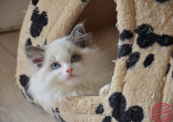 Indy du Val de Beauvoir - 11 semaines - Chatterie Ragdolls du Val de Beauvoir