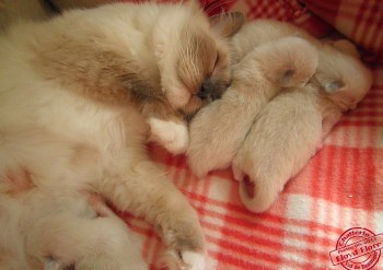 Flore et ses chatons - 6 jours - Chatterie Ragdolls du Val de Beauvoir