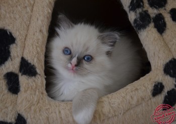 chaton femelle blue mitted avec 