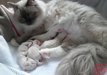 Flore et ses 4 chatons - 25.02.2014 - Chatterie Ragdolls du Val de Beauvoir