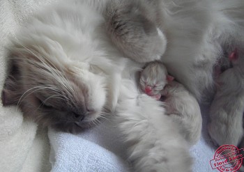 Flore et ses chatons - 25.02.2014 - Chatterie Ragdolls du Val de Beauvoir