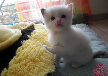 chaton blue bicolour - 4 semaines - Chatterie Ragdolls du Val de Beauvoir