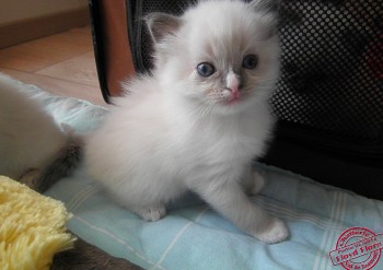 chaton blue point-mitted - 4 semaines - Chatterie Ragdolls du Val de Beauvoir