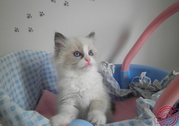 chaton mâle blue bicolour - Chatterie Ragdolls du Val de Beauvoir