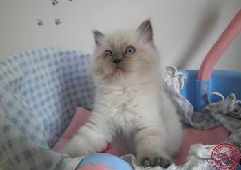 chaton femelle blue colourpoint - Chatterie Ragdolls du Val de Beauvoir