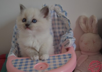 femelle blue-mitted - 6 semaines - Chatterie Ragdolls du Val de Beauvoir