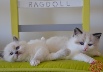 chatons ragdoll - Ginger - 5 semaines - Chatterie Ragdolls du Val de Beauvoir