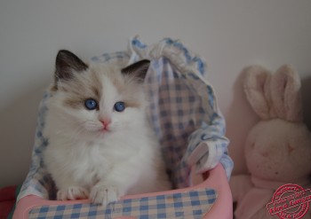 femelle ragdoll seal bicolour - 6 semaines - Chatterie Ragdolls du Val de Beauvoir