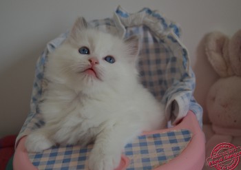 mâle ragdoll blue bicolour - 6 semaines - Chatterie Ragdolls du Val de Beauvoir