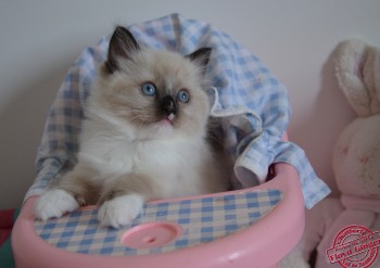 femelle ragdoll seal point-mitted - 6 semaines - Chatterie Ragdolls du Val de Beauvoir