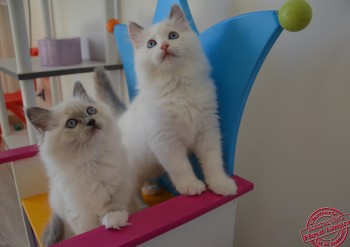 chatons Ginger - 10 semaines - Chatterie Ragdolls du Val de Beauvoir