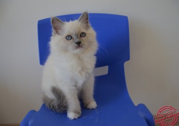 chatonne blue point-mitted - 10 semaines - Chatterie Ragdolls du Val de Beauvoir