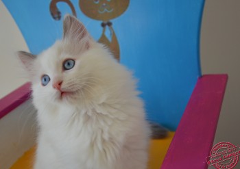 chaton blue bicolour - 10 semaines - Chatterie Ragdolls du Val de Beauvoir