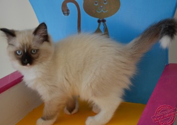 chatonne seal point-mitted - 10 semaines - Chatterie Ragdolls du Val de Beauvoir