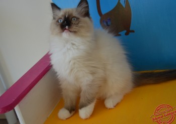 chatonne seal point-mitted - 10 semaines - Chatterie Ragdolls du Val de Beauvoir