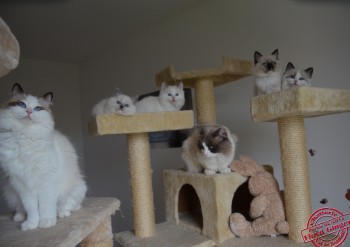 Ginger et Floyd et leurs chatons - Chatterie Ragdolls du Val de Beauvoir