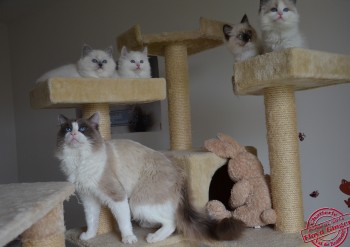 Floyd et ses chatons - portée Ginger - Chatterie Ragdolls du Val de Beauvoir