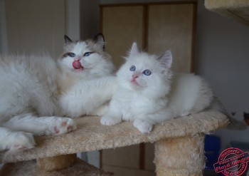 Ginger et son chaton - Chatterie Ragdolls du Val de Beauvoir