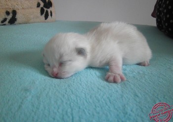 CHATON N°3 - 6 jours - 03.02.2014 - Chatterie Ragdolls du Val de Beauvoir