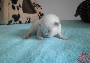 CHATON N° 2 - 6 jours - 03.02.2014 - Chatterie Ragdolls du Val de Beauvoir