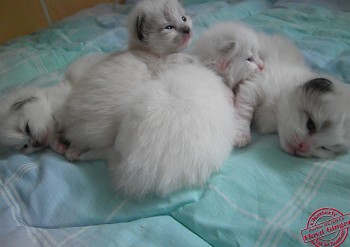 chatons à 15 jours - Chatterie Ragdolls du Val de Beauvoir