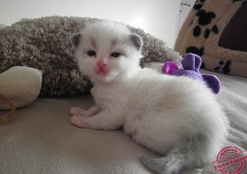 FEMELLE SEAL BICOLOUR - RESERVEE - Chatterie Ragdolls du Val de Beauvoir