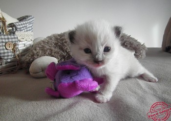 FEMELLE SEAL MITTED - RESERVEE - Chatterie Ragdolls du Val de Beauvoir