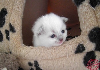 FEMELLE BLUE MITTED - RESERVEE - Chatterie Ragdolls du Val de Beauvoir