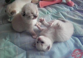 femelle blue mitted et femelle seal mitted - 21 jours - Chatterie Ragdolls du Val de Beauvoir