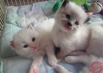 mâle blue bicolour et femelle seal mitted - 21 jours - Chatterie Ragdolls du Val de Beauvoir