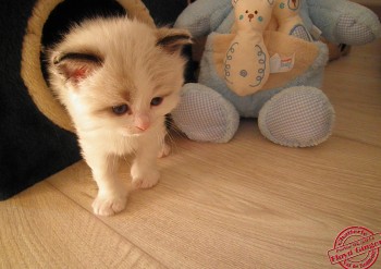 FEMELLE SEAL BICOLOUR - RESERVEE - 3 semaines - Chatterie Ragdolls du Val de Beauvoir