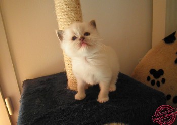 FEMELLE BLUE-MITTED - RESERVEE - 3 semaines - Chatterie Ragdolls du Val de Beauvoir