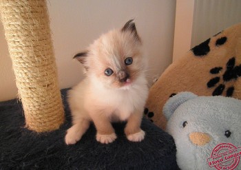 FEMELLE SEAL-MITTED - RESERVEE - 3 semaines  - Chatterie Ragdolls du Val de Beauvoir