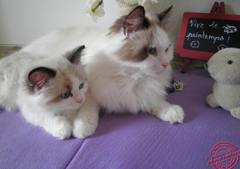 Ginger et son chaton - Chatterie Ragdolls du Val de Beauvoir