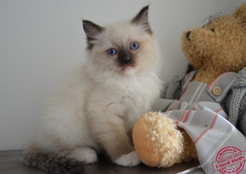 chaton femelle seal point-mitted - 7 semaines - Chatterie Ragdolls du Val de Beauvoir