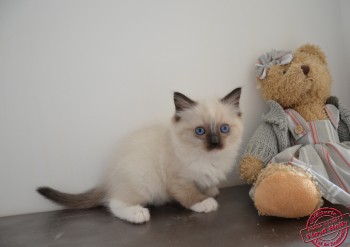 chaton mâle seal point-mitted - 7 semaines - Chatterie Ragdolls du Val de Beauvoir