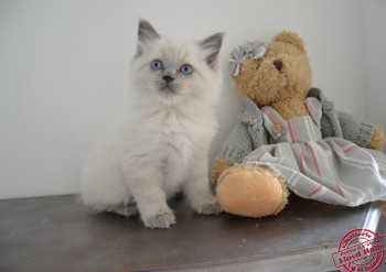 chaton mâle blue colourpoint - 7 semaines - Chatterie Ragdolls du Val de Beauvoir