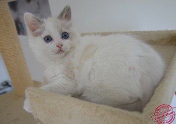 femelle blue bicolour - 11 semaines - Chatterie Ragdolls du Val de Beauvoir