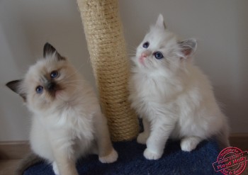 chatons portée Holly - Chatterie Ragdolls du Val de Beauvoir