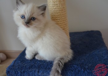 chaton mâle blue colourpoint - Chatterie Ragdolls du Val de Beauvoir