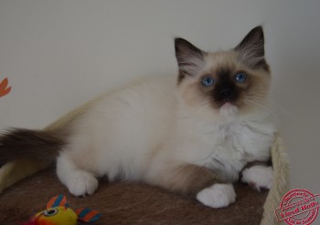 mâle seal point-mitted - 11 semaines - Chatterie Ragdolls du Val de Beauvoir