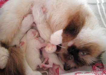 naissances  - 4 chatons ragdoll - Holly - 15.03.2014 - Chatterie Ragdolls du Val de Beauvoir