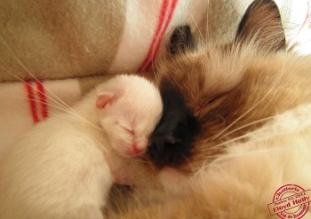 Holly et son chaton - naissance - 15.03.2014 - Chatterie Ragdolls du Val de Beauvoir