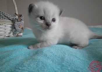 mâle blue colourpoint - RESERVE  - 20 jours - Chatterie Ragdolls du Val de Beauvoir