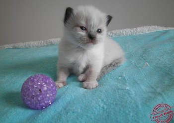 mâle seal point-mitted - RESERVE - 20 jours - Chatterie Ragdolls du Val de Beauvoir