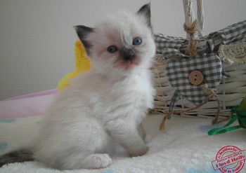 femelle seal point-mitted  - 25 jours - Chatterie Ragdolls du Val de Beauvoir